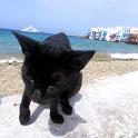 Mykonos Katzen (16)